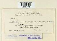 Puccinia lantanae image