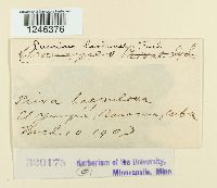 Puccinia lantanae image