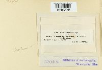 Puccinia lantanae image