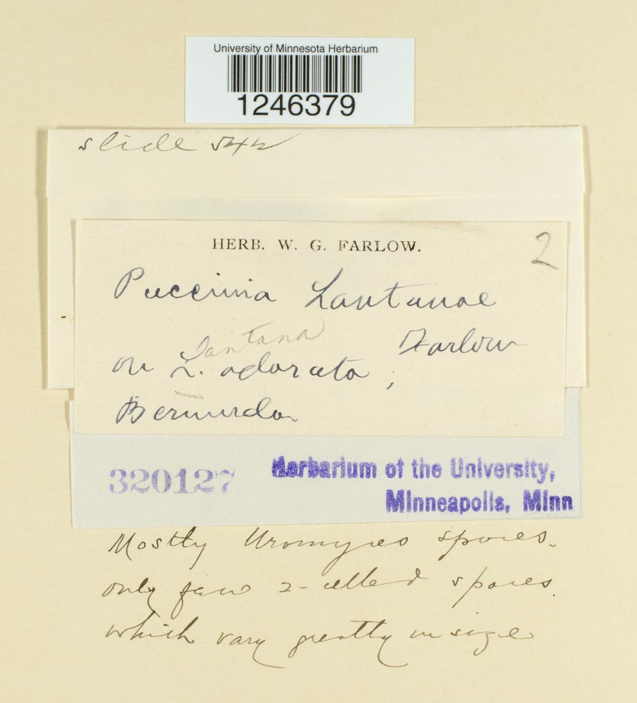 Puccinia lantanae image