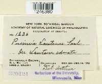 Puccinia lantanae image