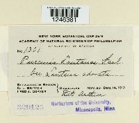 Puccinia lantanae image