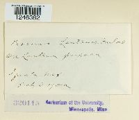 Puccinia lantanae image