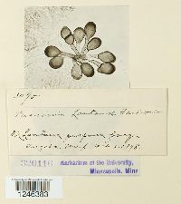 Puccinia lantanae image