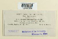 Puccinia lantanae image