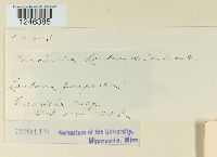 Puccinia lantanae image