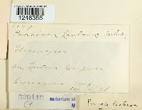 Puccinia lantanae image