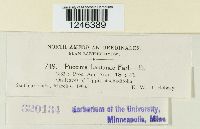 Puccinia lantanae image