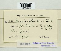 Puccinia lantanae image