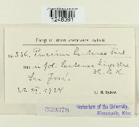 Puccinia lantanae image