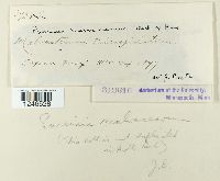 Puccinia malvacearum image