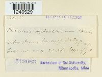 Puccinia malvacearum image