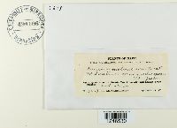 Puccinia malvacearum image