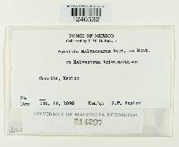 Puccinia malvacearum image