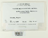 Puccinia malvacearum image