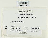 Puccinia menthae image