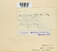 Puccinia menthae image