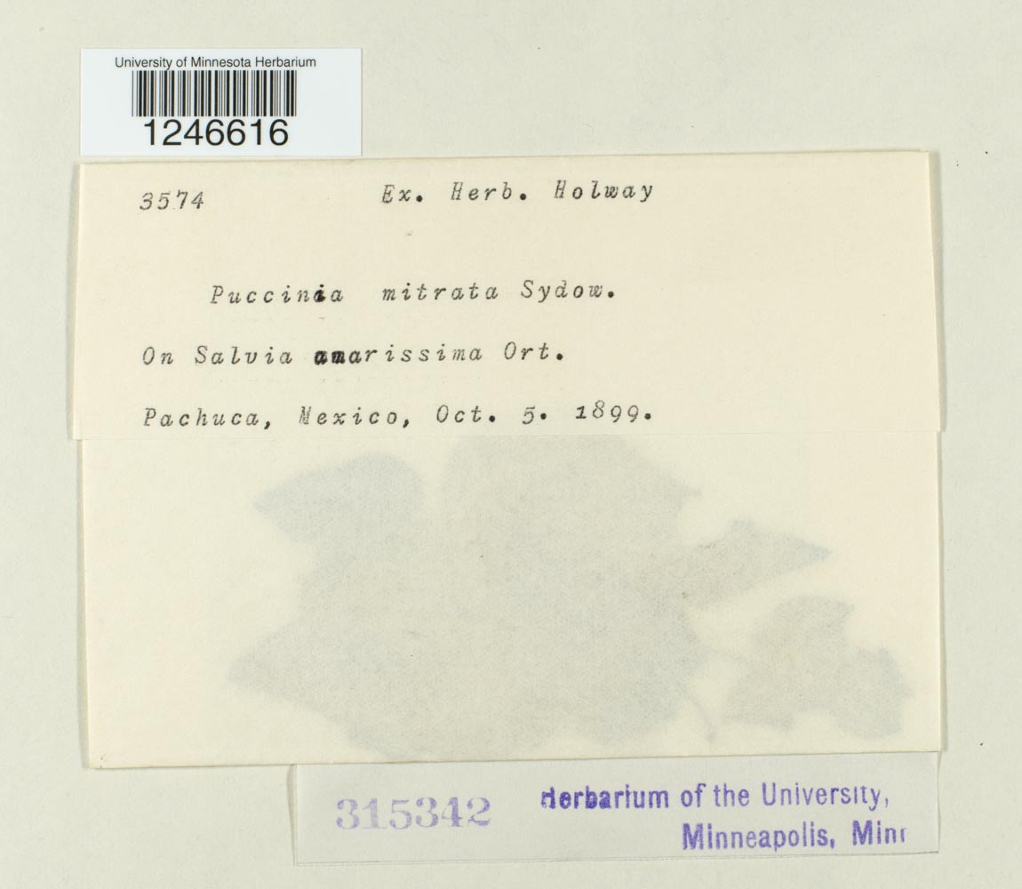 Puccinia menthae image