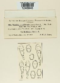 Puccinia poculiformis image