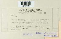 Puccinia polygoni-amphibii image