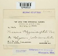 Puccinia polygoni-amphibii image