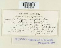 Puccinia polygoni-amphibii image