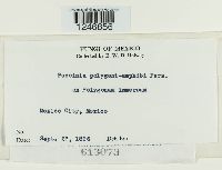 Puccinia polygoni-amphibii image