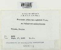 Puccinia polygoni-amphibii image