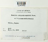 Puccinia polygoni-amphibii image