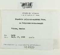 Puccinia polygoni-amphibii image