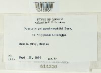 Puccinia polygoni-amphibii image