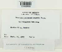 Puccinia polygoni-amphibii image