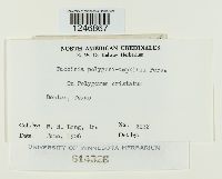 Puccinia polygoni-amphibii image