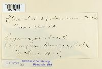 Puccinia psidii image