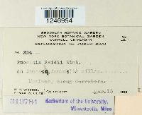 Puccinia psidii image