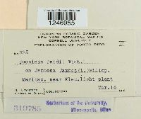 Puccinia psidii image