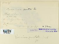 Puccinia punctata image