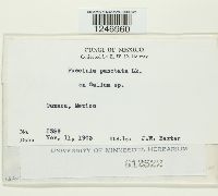 Puccinia punctata image