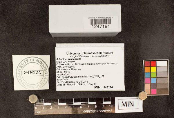 Sebacina pululahuana image