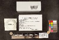 Media resource of Sebacina pululahuana