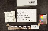 Rhodotus palmatus image