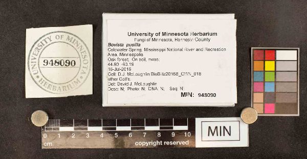 Bovista pusilla image