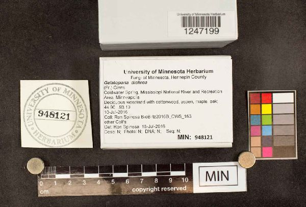 Gelatoporia dichroa image