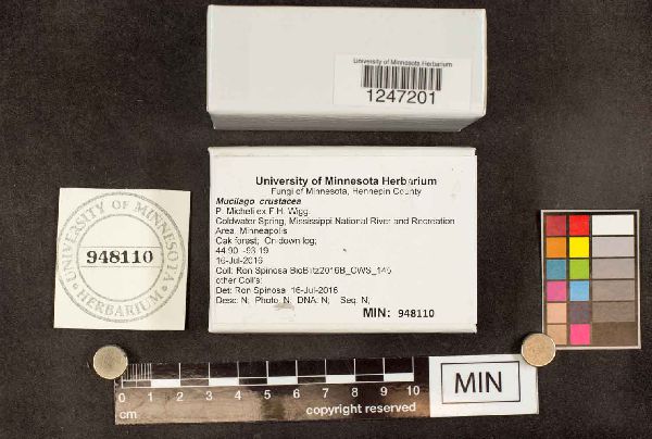 Mucilago crustacea image