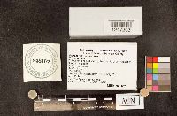 Sarcoscypha occidentalis image