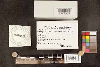 Cotylidia diaphana image