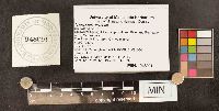 Apiosporina morbosa image