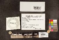 Tyromyces chioneus image