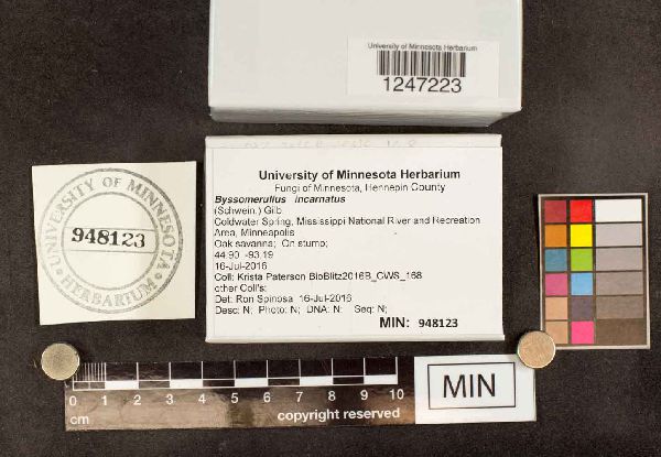 Byssomerulius incarnatus image