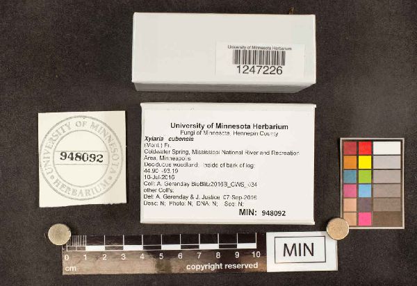 Xylaria cubensis image